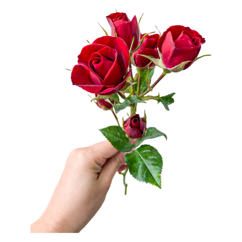 Spray Red Rubicon (10 St Bunch)