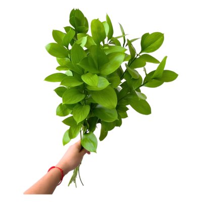 Ruscus (10 St Bunch)