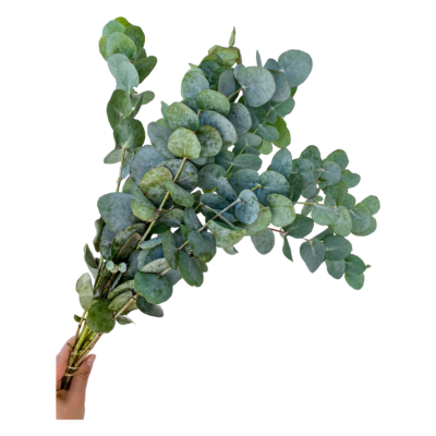 Eucalyptus Silver Dollar (10 St Bunch)