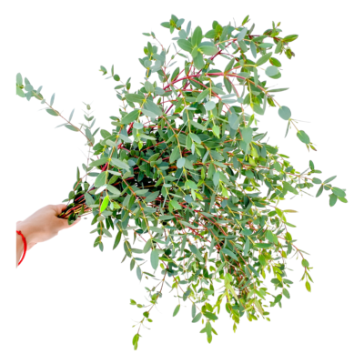 Eucalyptus Parvula (10 St Bunch)