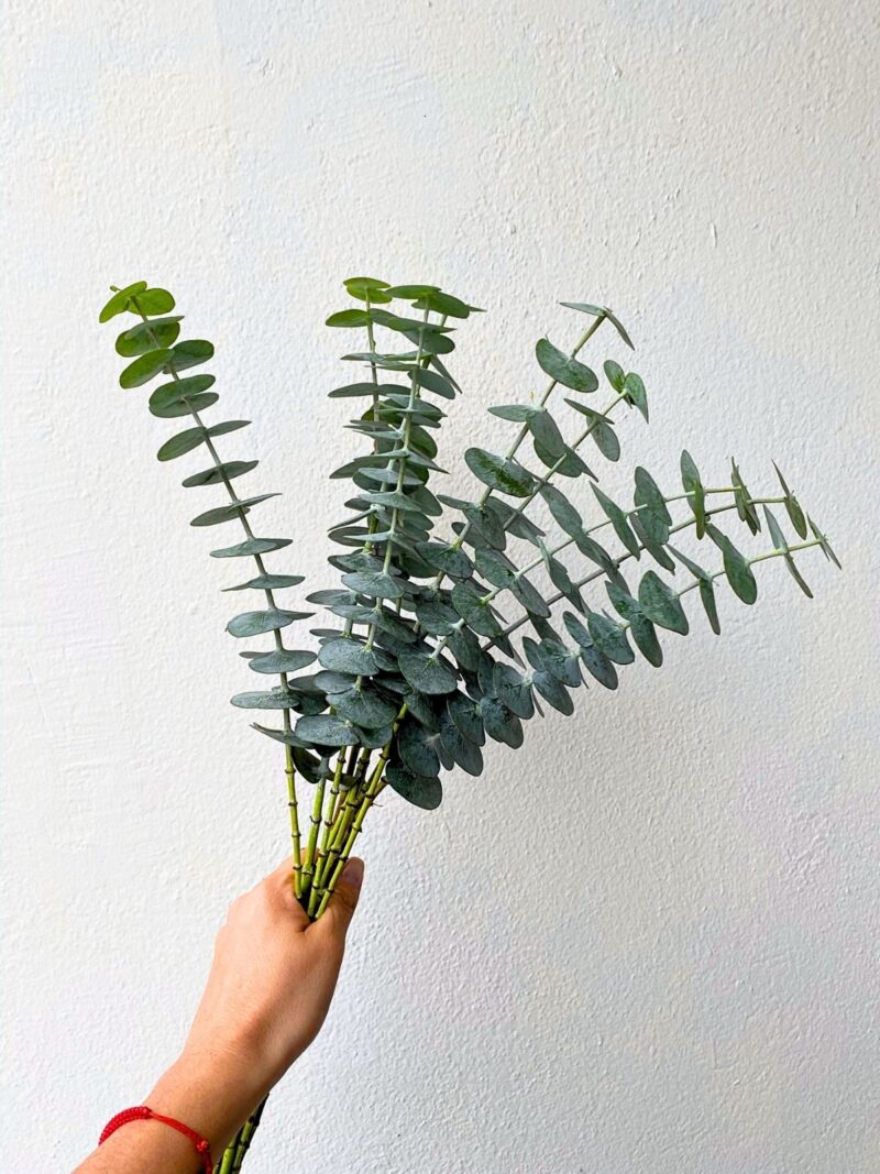 Eucalyptus Baby Blue (10 St Bunch)