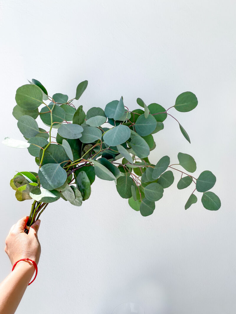 Eucalyptus Polyanthemus (10 St Bunch)