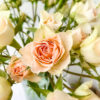 Spray Rose Porcelina (10 St Bunch) - Image 2