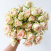 Spray Rose Porcelina (10 St Bunch) - Image 5