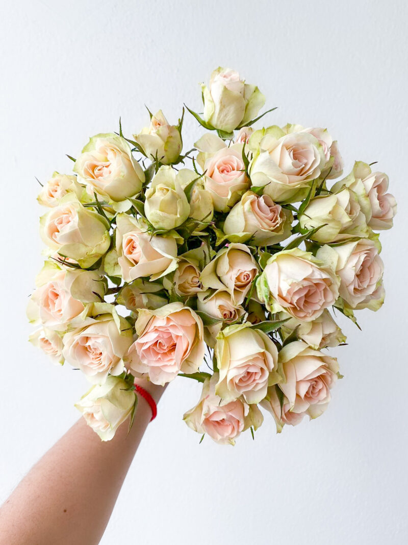 Spray Rose Porcelina (10 St Bunch) - Image 5