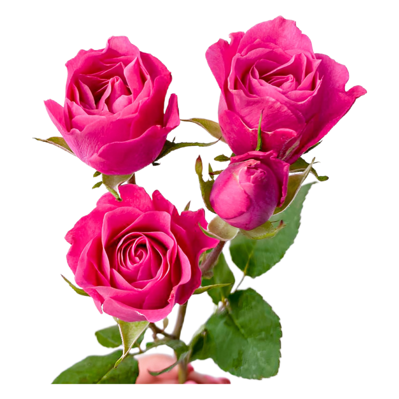 Spray Hot Majolika (10 St Bunch)