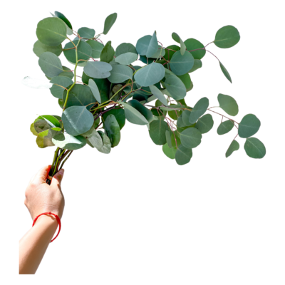 Eucalyptus Polyanthemus (10 St Bunch)