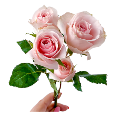 Spray Star Blush (10 St Bunch)