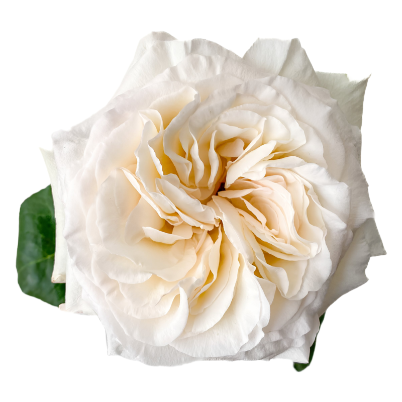 White O´Hara *Garden Rose*