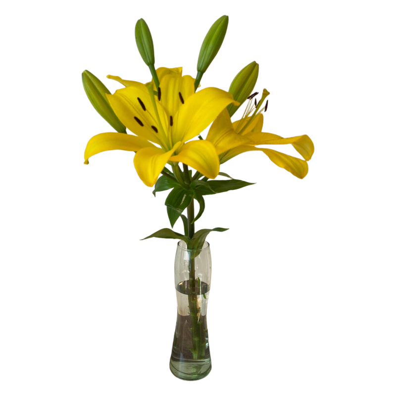 L/A Hybrid Lilies - Image 2