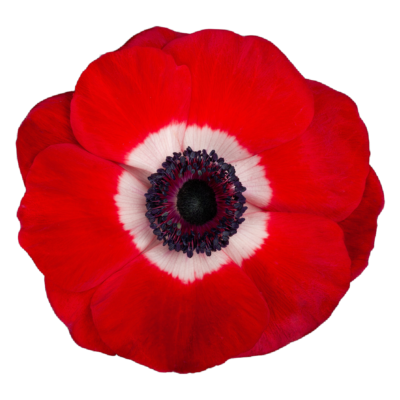 Anemone Mistral Red (10 St Bunch) 30-45cm
