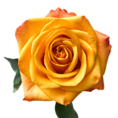 Aloha (25 St Bunch)<span> - </span>50cm