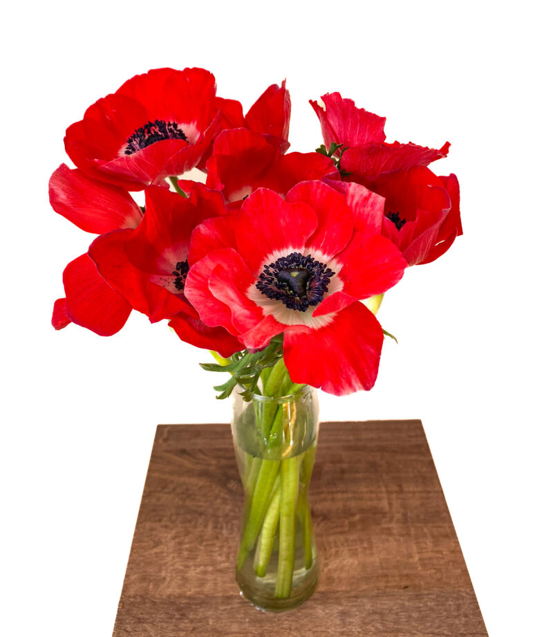 Anemones - Image 3