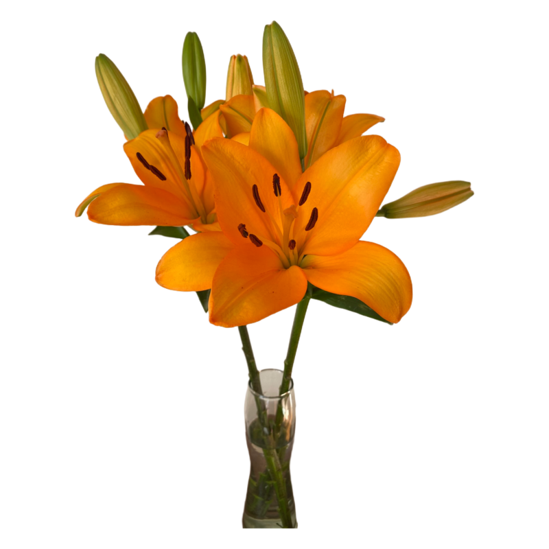 L/A Hybrid Lilies