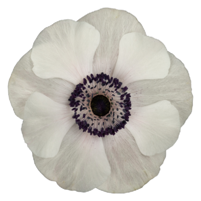 Anemone Mistral White (10 St Bunch) 30-45cm