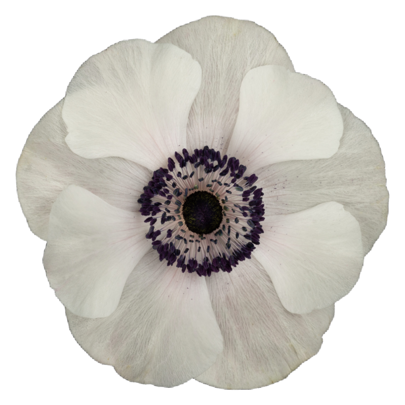 Anemone Mistral White (10 St Bunch) 30-45cm
