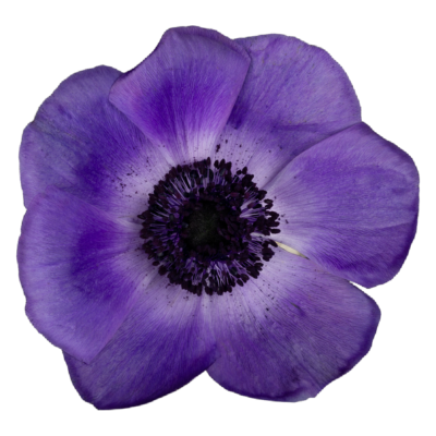 Anemone Mistral Blu (10 St Bunch) 30-45cm