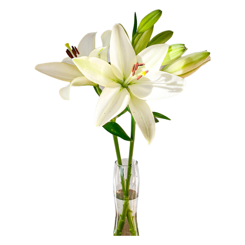 L/A Hybrid Lilies - Image 6