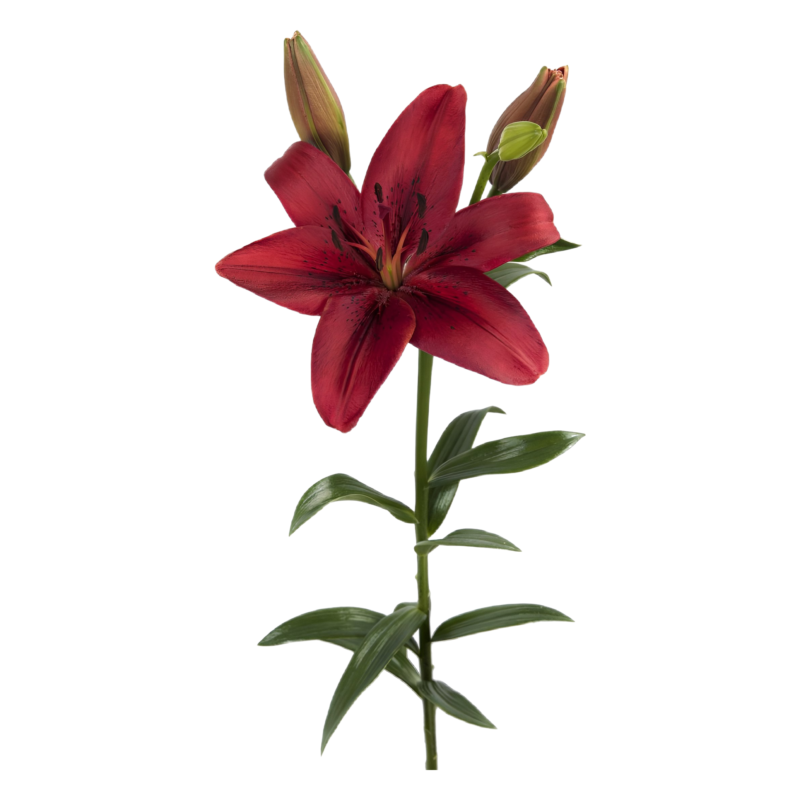 L/A Hybrid Lilies - Image 4