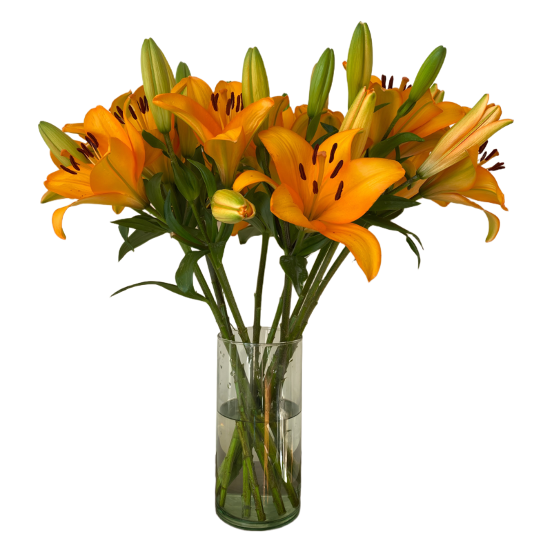 L/A Hybrid Lilies - Image 11