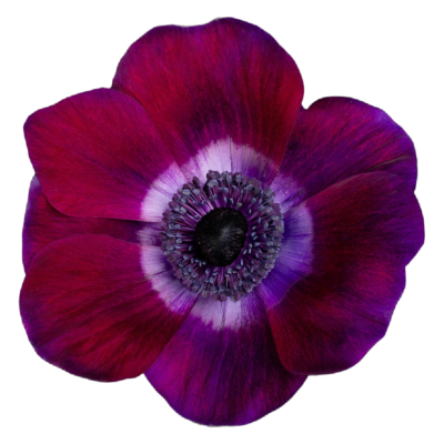 Anemone Mistral Burgundy (10 St Bunch) 30-45cm