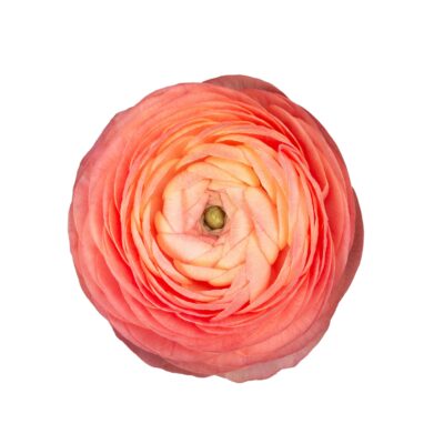 Ranunculus Elegance Pastello