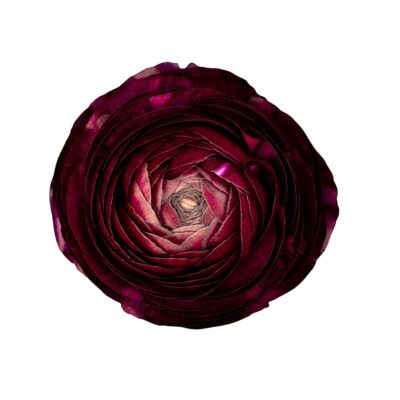 Ranunculus Elegance Burgundy
