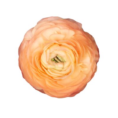 Ranunculus Elegance Peach