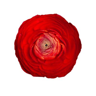 Ranunculus Elegance Red