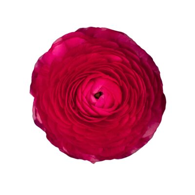 Ranunculus Elegance Hot Pink