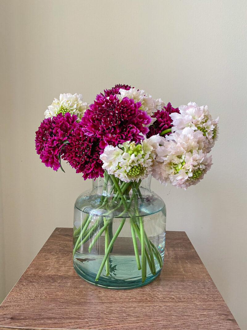 Scabiosa Merlot - Image 2