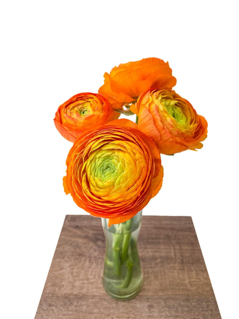 Ranunculus Elegance - Image 9