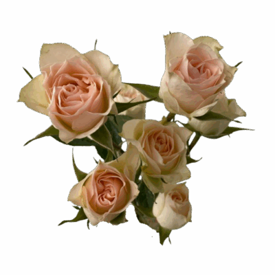 Spray Rose Porcelina