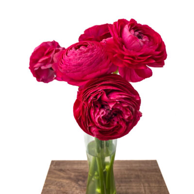 Ranunculus Elegance Hot Pink (10 St Bunch)