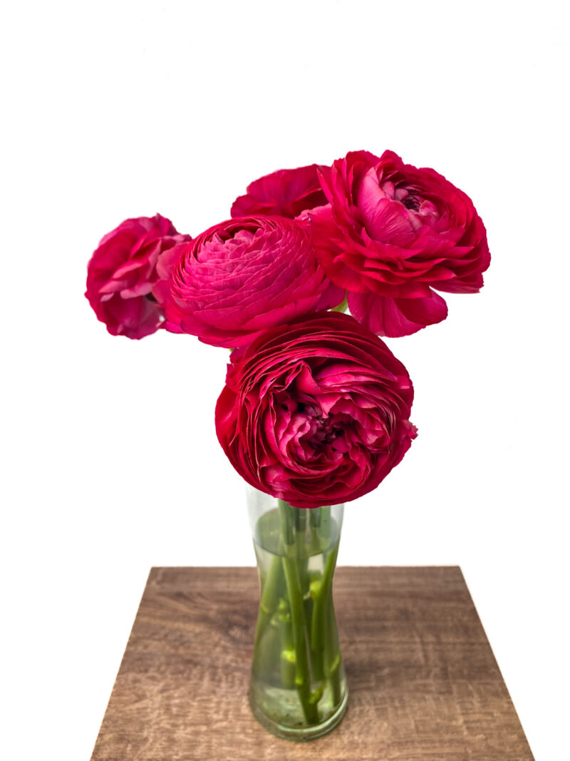 Ranunculus Elegance - Image 5