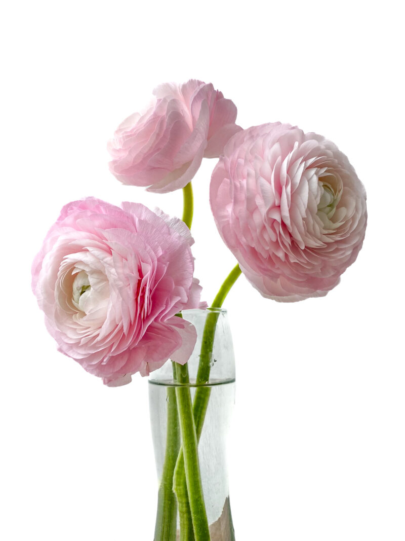 Ranunculus Elegance - Image 4