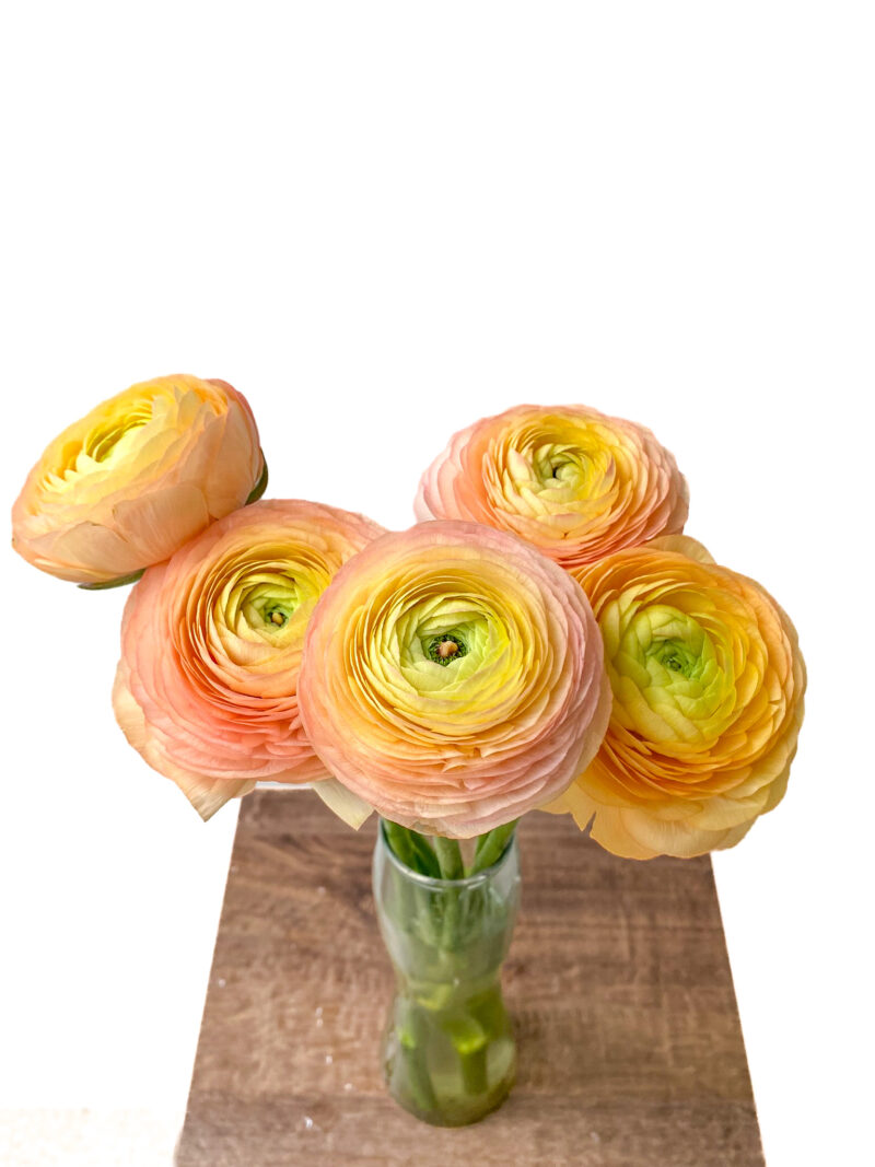 Ranunculus Elegance - Image 6