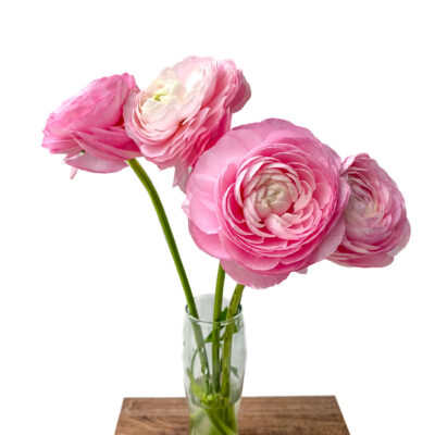 Ranunculus Elegance Pink (10 St Bunch)