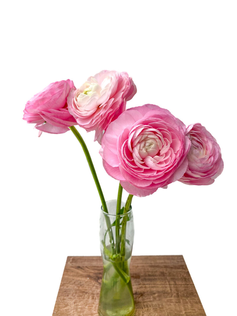 Ranunculus Elegance - Image 7