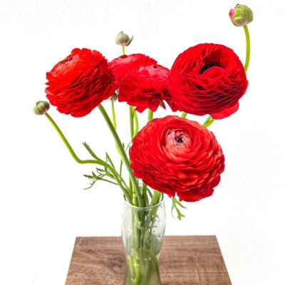 Ranunculus Elegance Red (10 St Bunch)