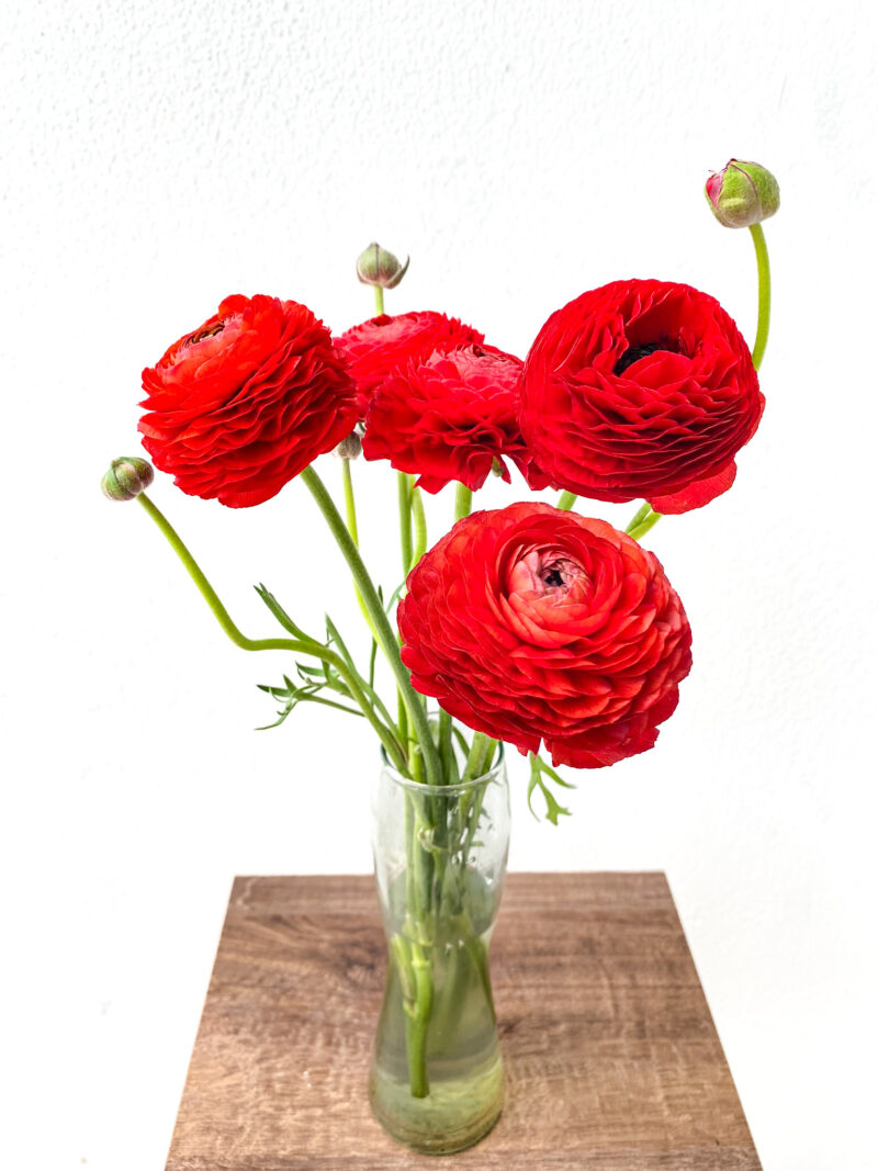 Ranunculus Elegance - Image 2