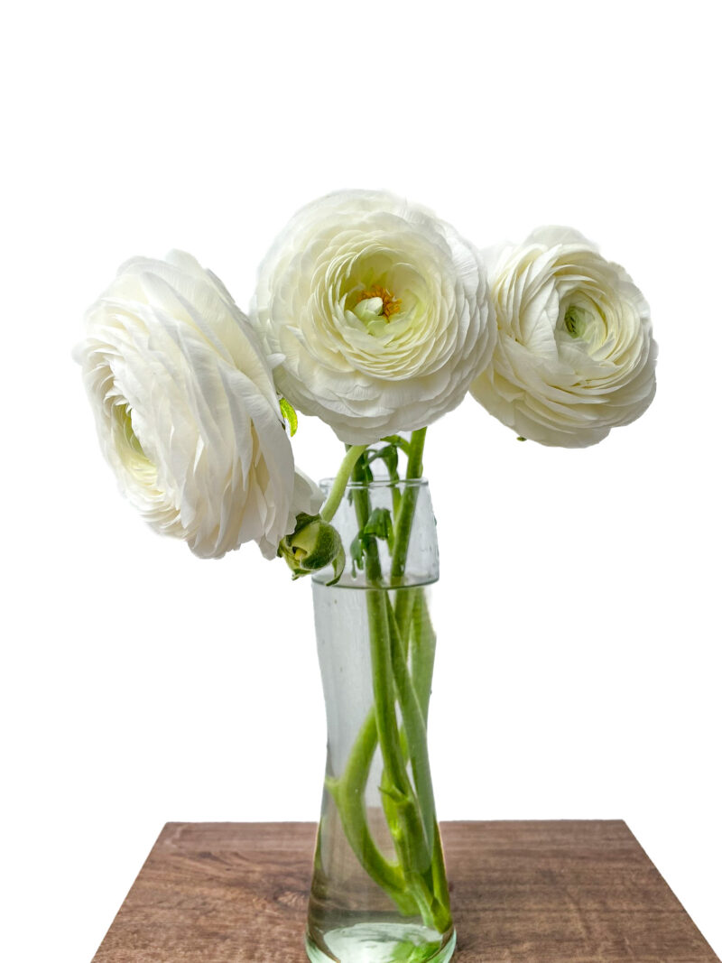 Ranunculus Elegance - Image 8