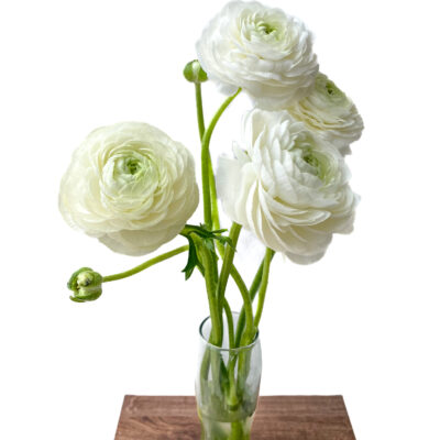 Ranunculus Elegance White (10 St Bunch)