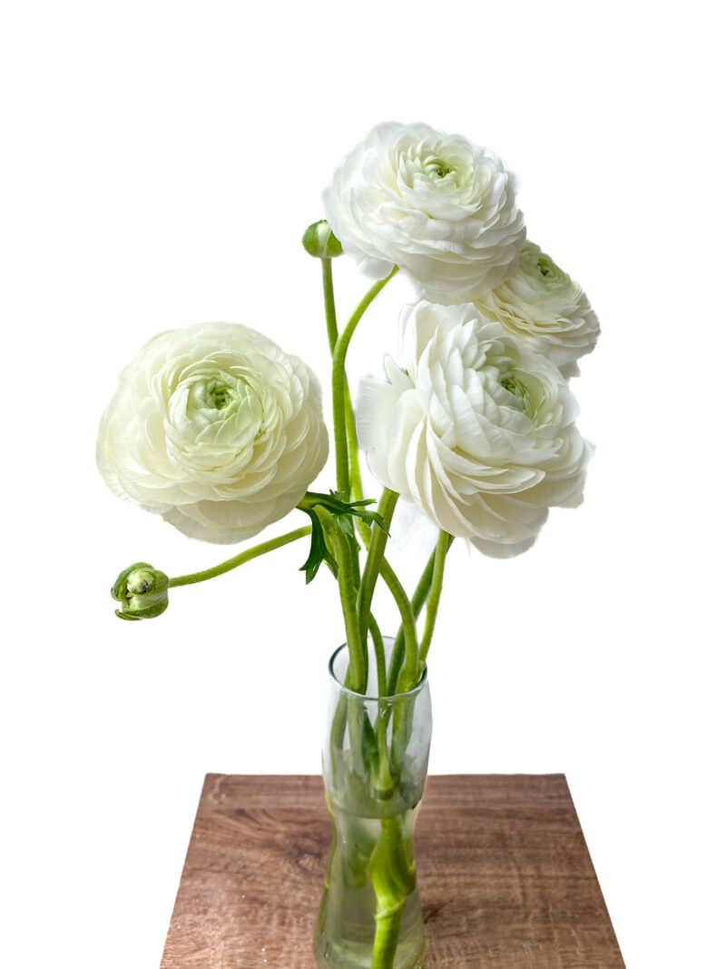Ranunculus Elegance White (10 St Bunch)