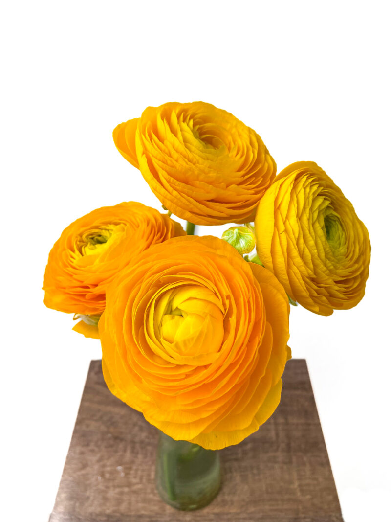 Ranunculus Elegance - Image 3