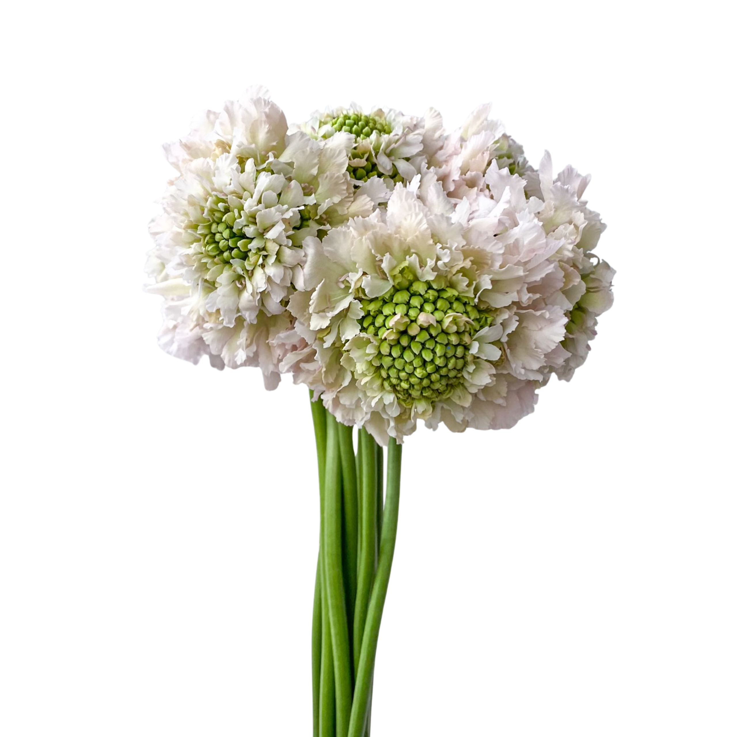 Scabiosa French Vanilla