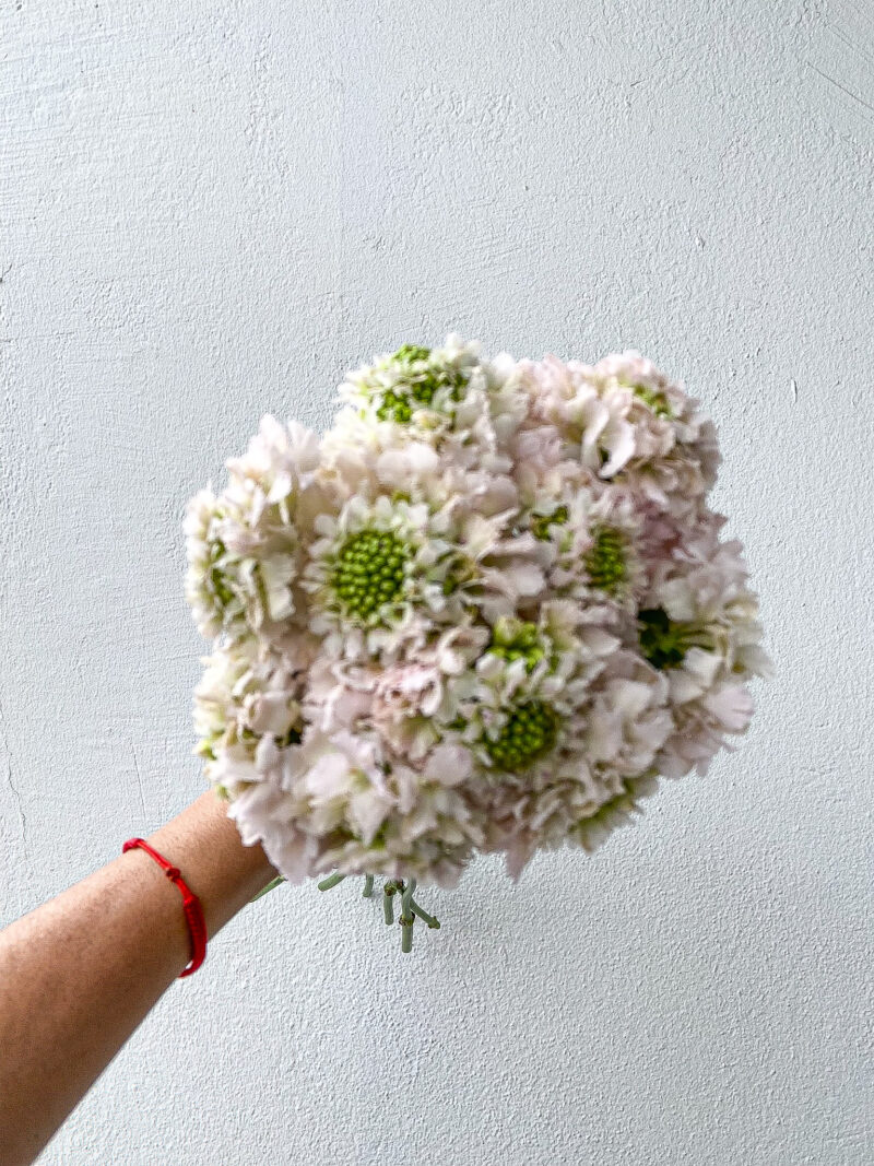 Scabiosa White French Vanilla - Image 3