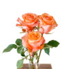 Twilight - Image 4