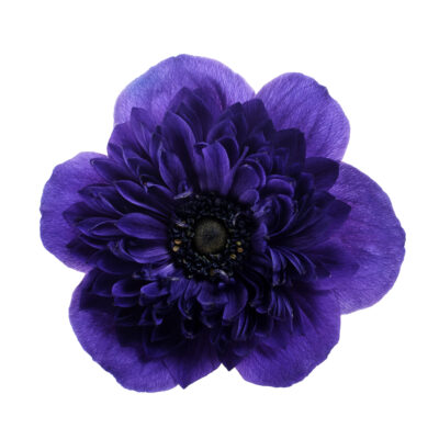 Anemone Levante Blue