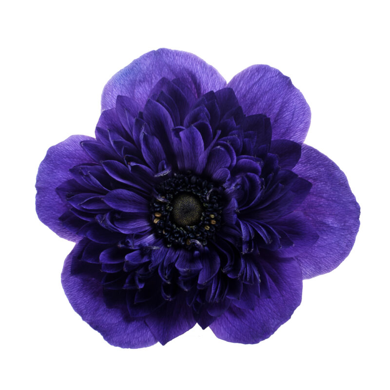 Anemone Levante - Image 5